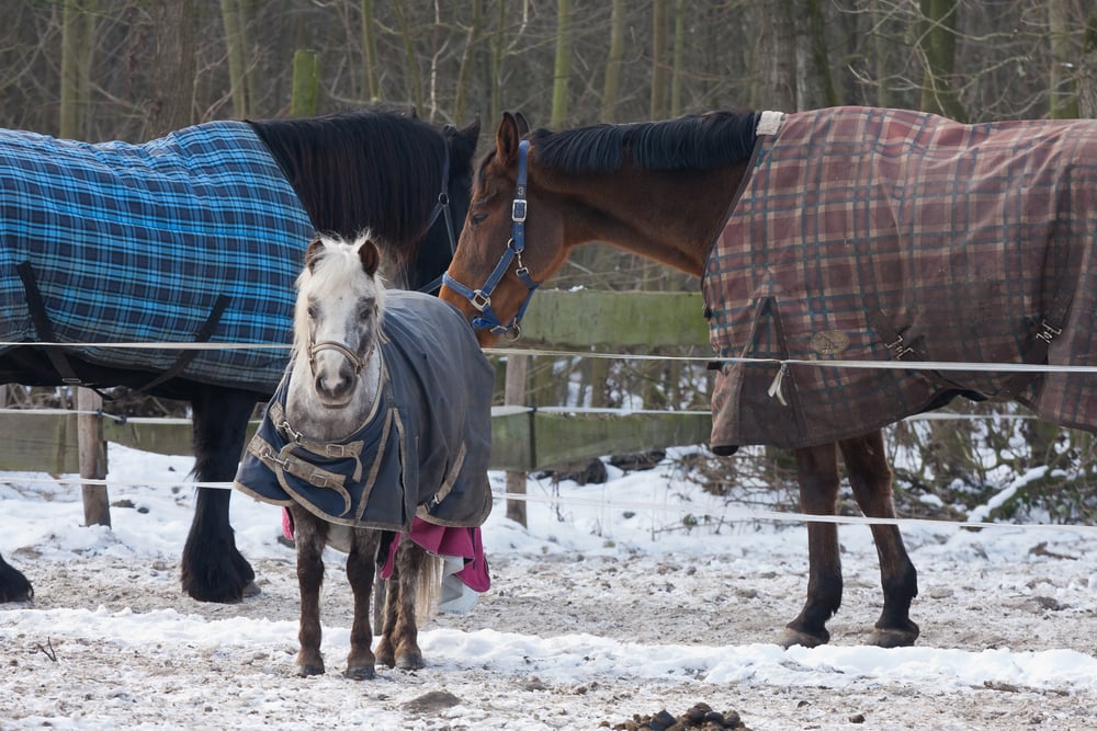 Your Horse Wants Their Laundry Done!