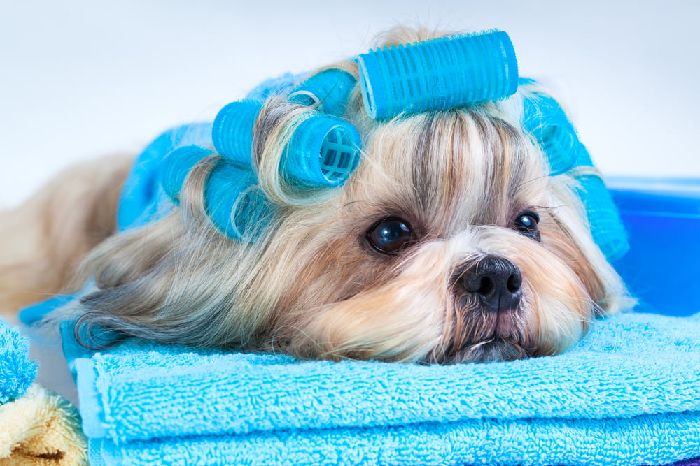 Light commercial laundry services - Dog grooming