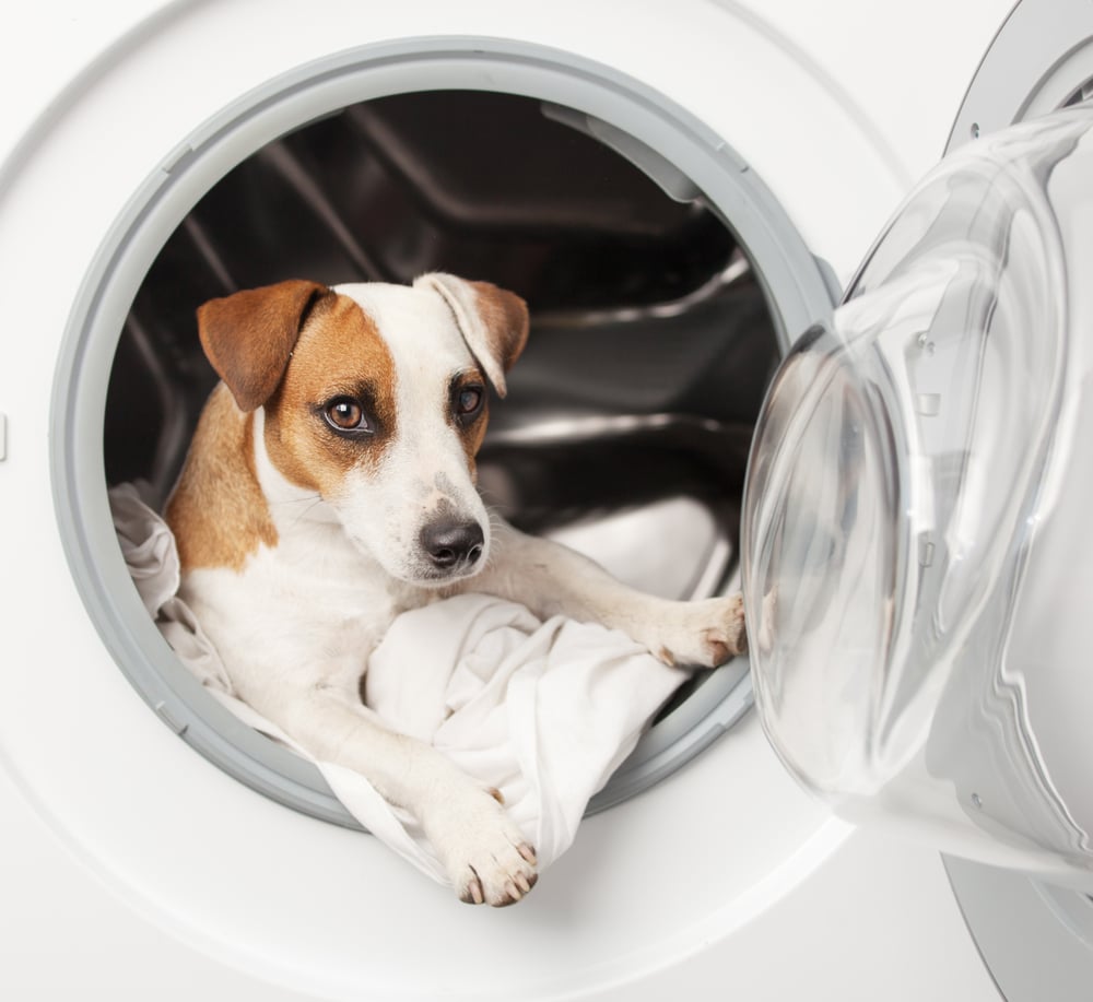 Light Commercial Laundry Services - Pet Groomers