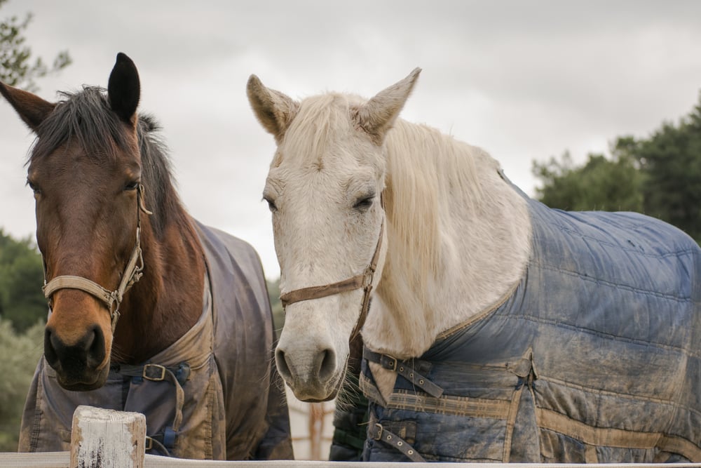 Horse Blankets, Sheets and Saddle Pads Need Regular Washing