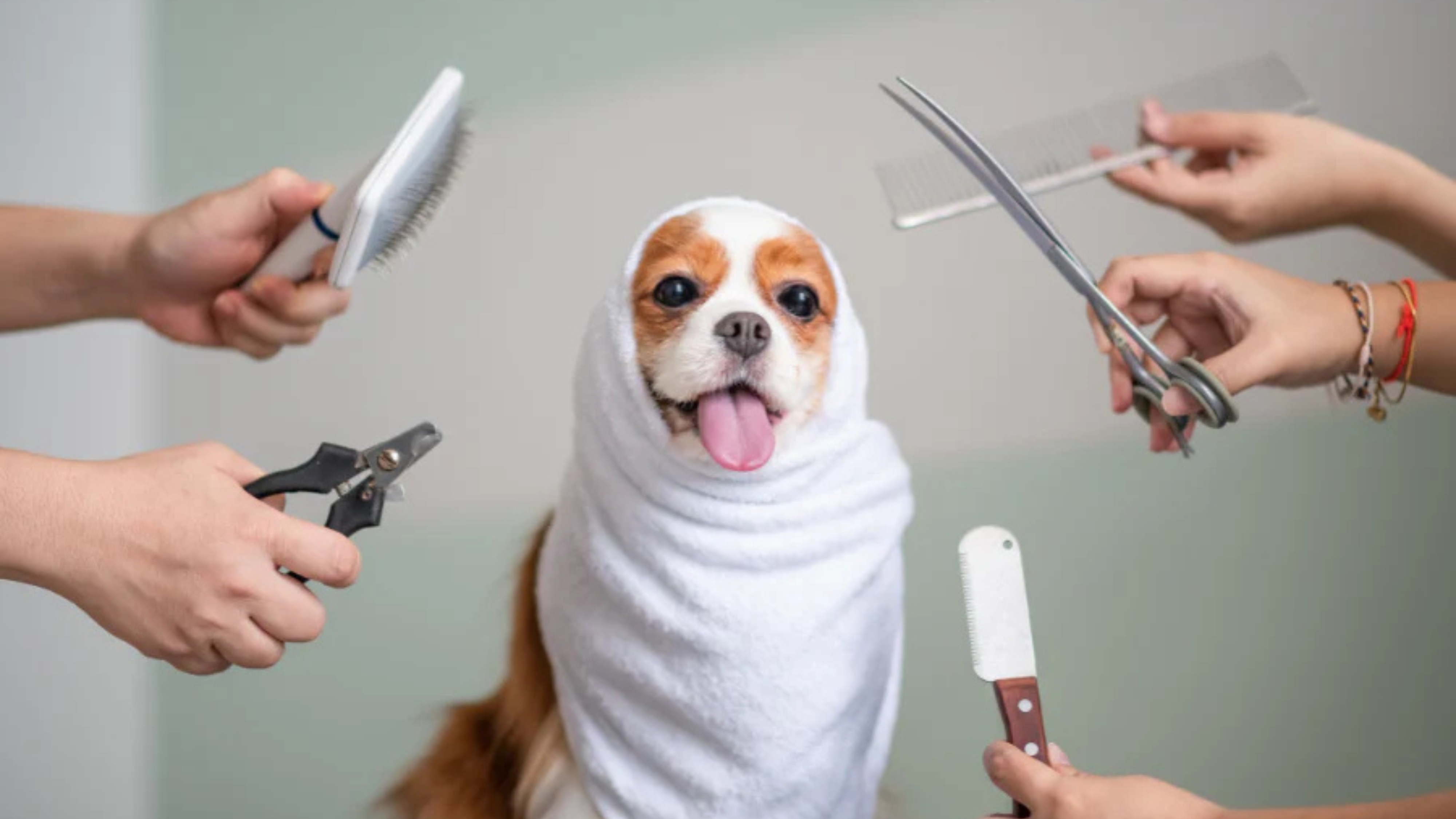 Light Commercial Laundry Services - Dog Grooming